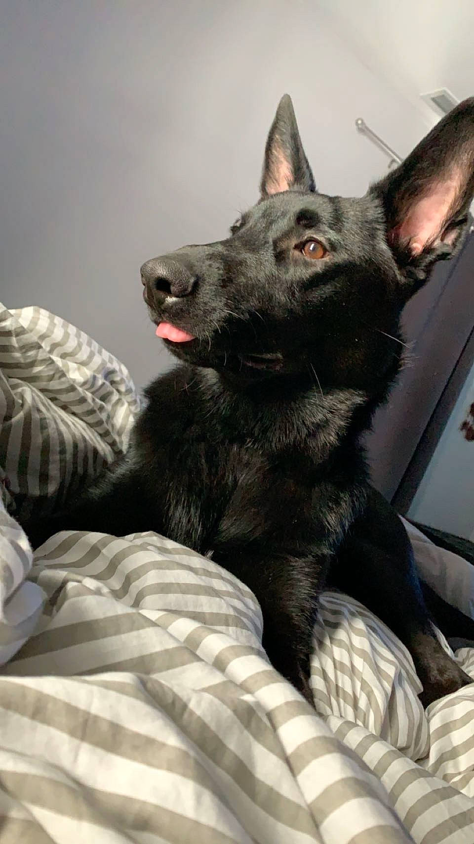 Bear is registered to the contest to win money with this photo: canidae, carnivore, comfort, companion_dog, dog, dog_breed, ear, felidae, fur, grey, guard_dog, jaw, non_sporting_group, paw, sitting, snout, sporting_group, whiskers, working_animal, working_dog