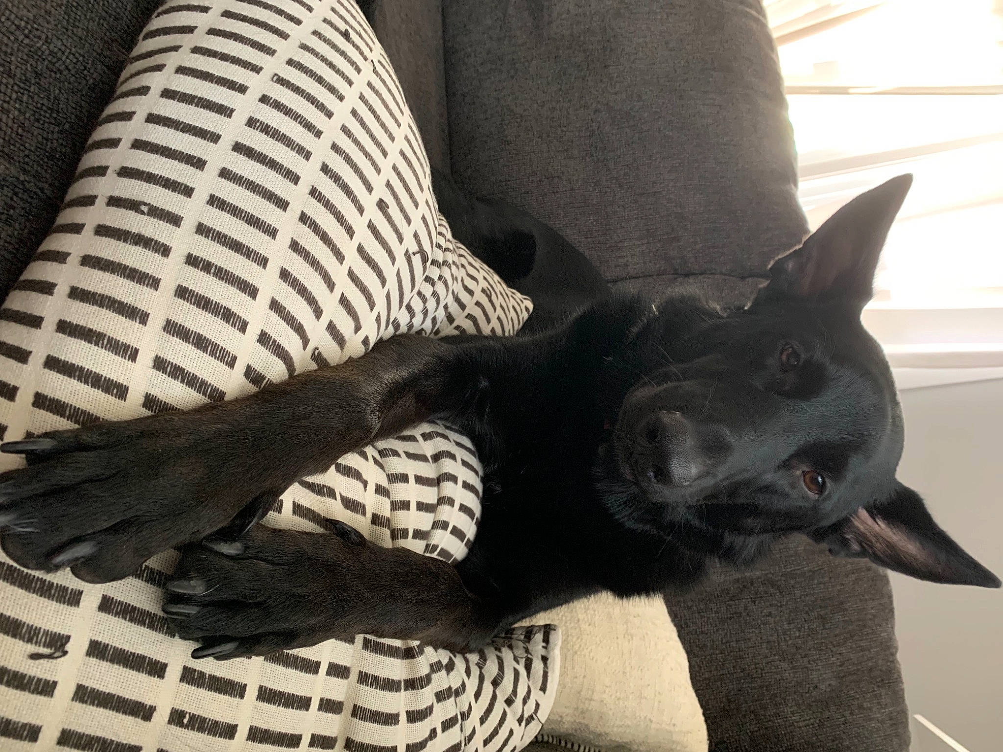 Bear is registered to the contest to win money with this photo: canidae, carnivore, comfort, companion_dog, dog, dog_breed, ear, felidae, foot, grey, human_leg, jaw, monochrome_photography, small_to_medium_sized_cats, snout, sporting_group, tail, terrestrial_animal, whiskers, working_animal