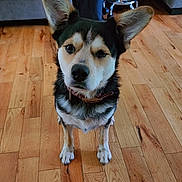 Chief is registered to the contest to win money with this photo: dog, pet, indoor, wooden_floor, ears, curious, canine, animal, collar, living_room, furniture, couch, stool, flooring, brown, black, white, domestic, cute, companion