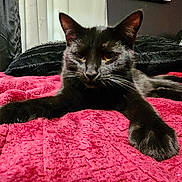 Onyx joined the competition — help win amazing prizes! cat, black_cat, pet, animal, feline, bed, blanket, red_blanket, indoor, relaxing, stretching, whiskers, ears, paws, cozy, home, fur, resting, domestic_cat, cute