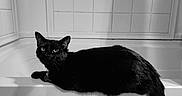Onyx is registered to the contest to win money with this photo: black_cat, cat, pet, animal, bathtub, bathroom, tiles, feline, indoor, resting, curious, monochrome, black_and_white, fur, whiskers, tail, collar, quiet, domestic, side_view