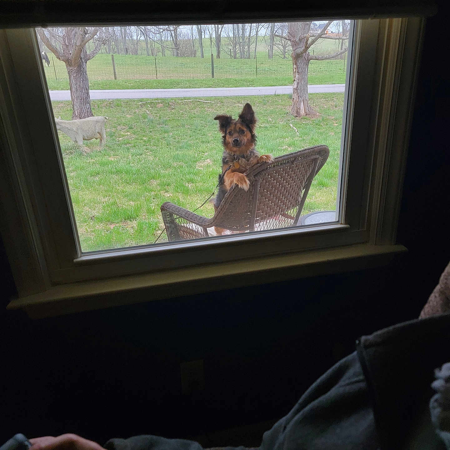 Bucket is registered to the contest to win money with this photo: adult, animal, canine, chair, couch, dog, face, furniture, grass, head, homedecor, male, man, person, pet, photography, plant, portrait, puppy, window