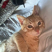 Polo is registered to the contest to win money with this photo: cat, kitten, orange_tabby, pet, sleeping_area, bed, blanket, fur, cute, relaxed, paw, indoor, cozy, resting, animal, whiskers, ears, young, domestic_cat, soft