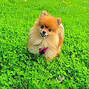 Sally participe au concours pour gagner de l'argent avec cette photo : dog, pomeranian, puppy, fluffy, orange_fur, small_dog, sitting, outdoor, meadow, grass, clover, yellow_flowers, wildflowers, garden, nature, pet, harness, tongue_out, portrait, greenery