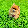 dog, pomeranian, puppy, fluffy, orange_fur, small_dog, sitting, outdoor, meadow, grass, clover, yellow_flowers, wildflowers, garden, nature, pet, harness, tongue_out, portrait, greenery