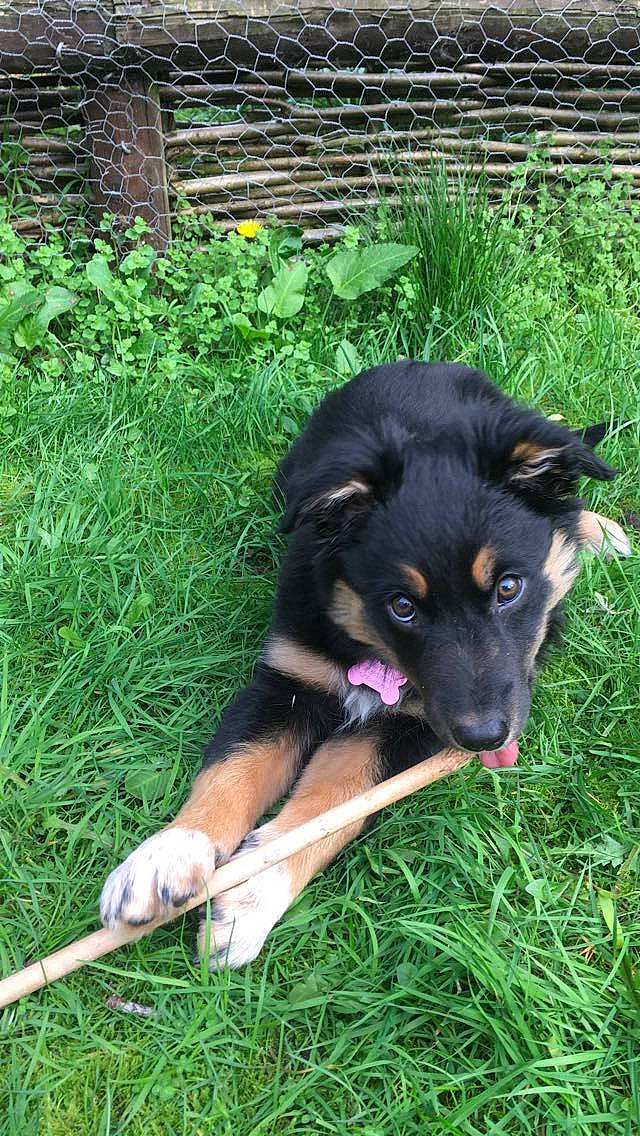 Lacie joined the competition — help win amazing prizes! canidae, carnivore, companion_dog, dog, dog_breed, foot, grass, groundcover, guard_dog, herbaceous_plant, herding_dog, plant, snout, sporting_group, working_dog