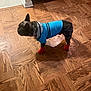 blue_jacket, collar, costume, dog, doorway, ears, flooring_pattern, french_bulldog, furniture_leg, hardwood_floor, indoor, parquet, paws, pet, red_boots, shadow, side_profile, small_dog, standing, wall