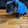Gucci is registered to the contest to win money with this photo: blue_jacket, bulldog, canine, close_up, coat, couch, dog, ears, floor, french_bulldog, fur, hardwood_floor, hood, indoor, leash, paw, pet, portrait, raincoat, sad_face