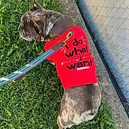 Gucci joined the competition — help win amazing prizes! backyard, brindle_coat, chainlink_fence, closeup, collar, concrete_edge, dog, french_bulldog, grass, harness, lawn, leash, muzzle, outdoor, paw, profile_view, red_shirt, sunlight, text_on_shirt, walking