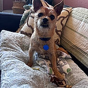 Oscar is registered to the contest to win money with this photo: dog, pet, small_dog, brown_dog, dog_bed, blanket, stuffed_toy, collar, indoor, living_room, couch, pillow, plant, window, cozy, fur, ears, toy, relaxed, cute