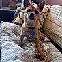 dog, pet, small_dog, brown_dog, dog_bed, blanket, stuffed_toy, collar, indoor, living_room, couch, pillow, plant, window, cozy, fur, ears, toy, relaxed, cute