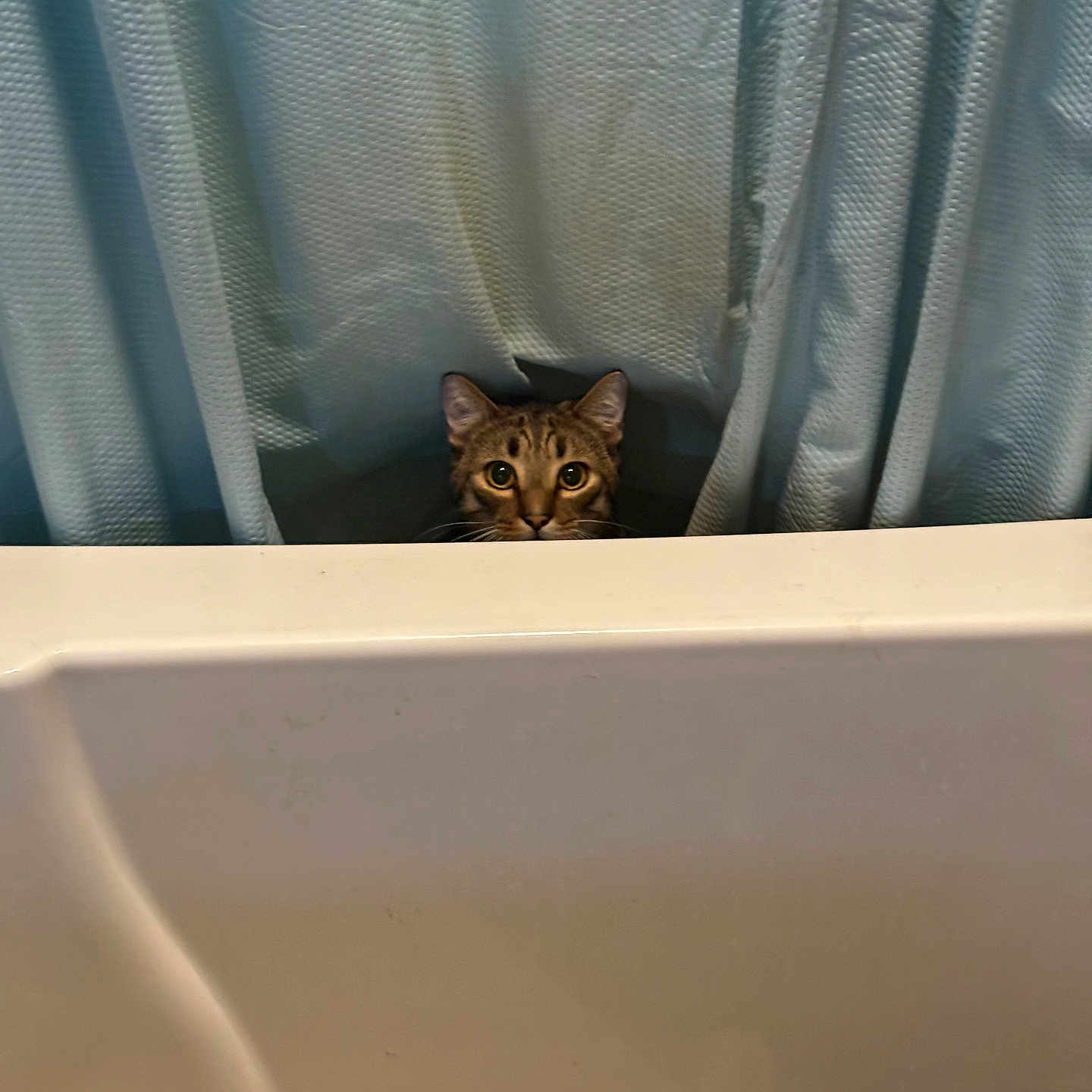 Boogie joined the competition — help win amazing prizes! abyssinian, animal, bathing, bathroom, bathtub, cat, couch, curtain, furniture, indoors, interiordesign, kitten, manx, person, pet, room, showercurtain, tub, window, windowsill