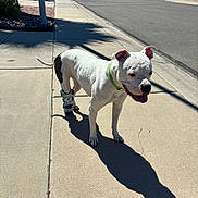 Dixy joined the competition — help win amazing prizes! dog, white_dog, black_spots, sidewalk, shadow, sunny, protective_boot, street, residential_area, outdoor, pet, canine, daytime, collar, quiet, neighborhood, walking, happy, tongue_out, pavement