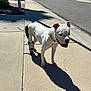 dog, white_dog, black_spots, sidewalk, shadow, sunny, protective_boot, street, residential_area, outdoor, pet, canine, daytime, collar, quiet, neighborhood, walking, happy, tongue_out, pavement