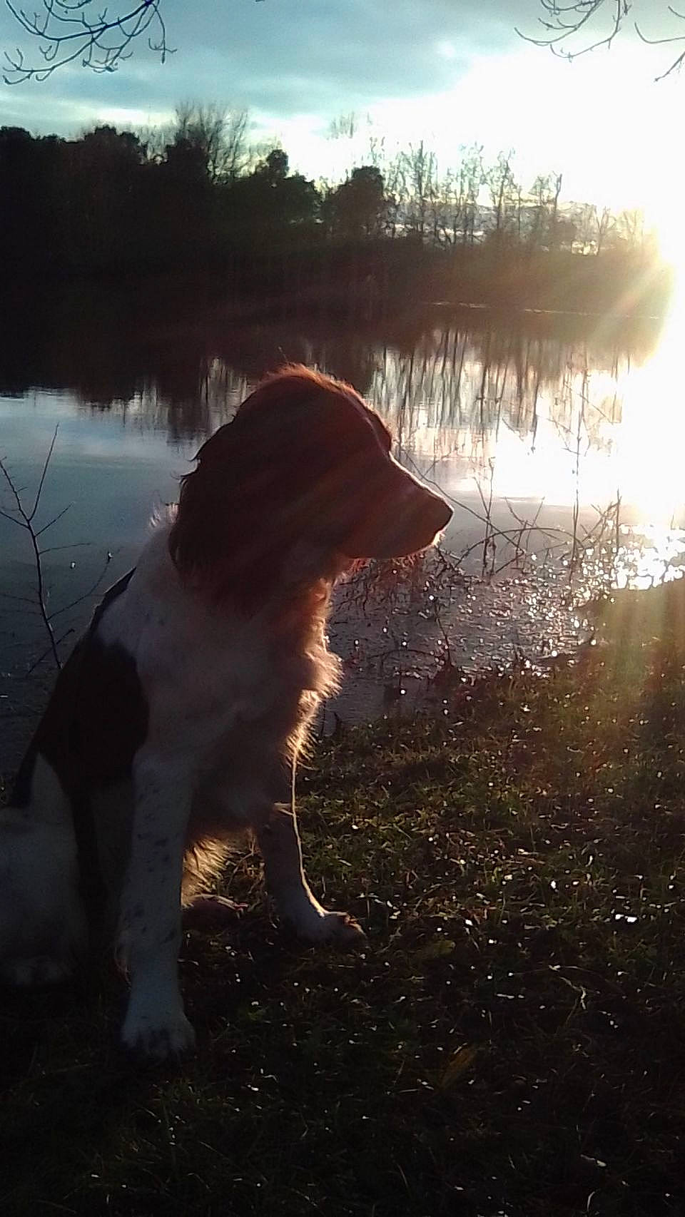 Sully participe au concours pour gagner de l'argent avec cette photo : backlighting, carnivore, companion_dog, dog, dog_breed, gesture, grass, happy, horizon, lake, people_in_nature, plant, sky, sunrise, sunset, tail, tints_and_shades, tree, water, working_animal