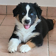 Saphir a rejoint le concours — aidez-le/la à gagner de superbes lots ! animal, black_and_white, blue_eyes, border_collie, cute, dog, fluffy, fur, happy, indoor, lying_down, open_mouth, paws, pet, photography, pink_tongue, portrait, puppy, tiled_floor, wall