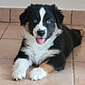 animal, black_and_white, blue_eyes, border_collie, cute, dog, fluffy, fur, happy, indoor, lying_down, open_mouth, paws, pet, photography, pink_tongue, portrait, puppy, tiled_floor, wall