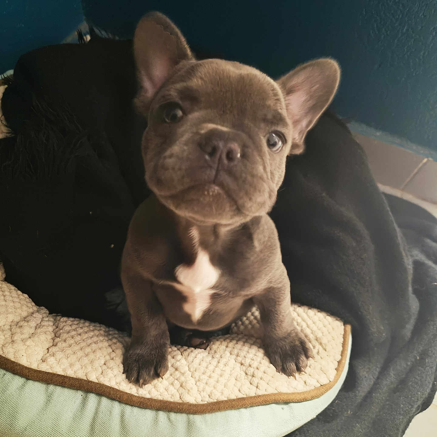 Aiko participe au concours pour gagner de l'argent avec cette photo : animal, boxer, bulldog, canine, dog, dogbed, frenchbulldog, pet, pitbull, puppy