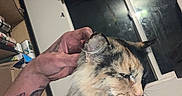 Mamas is registered to the contest to win money with this photo: cat, calico_cat, fluffy, longhaired, pet, animal, portrait, close_up, grumpy, sitting, whiskers, fur, indoor, home, window, curtain, tattooed_hand, boxes, night, funny