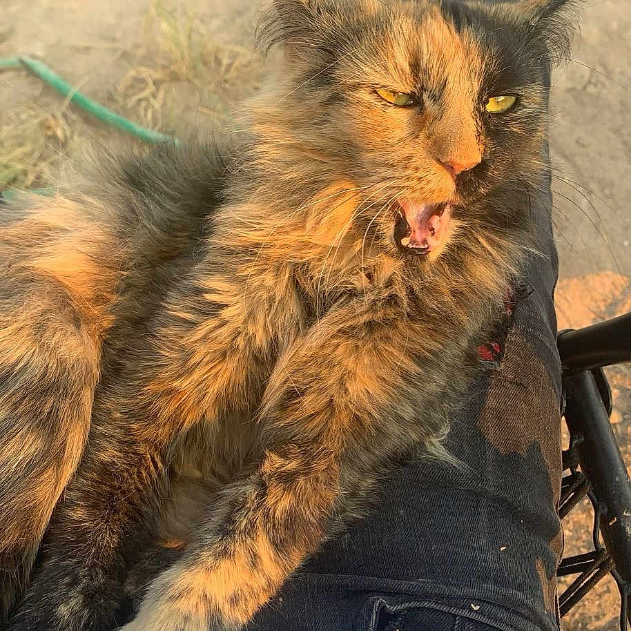 Mamas