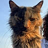 Mamas is registered to the contest to win money with this photo: cat, tortoiseshell, long_hair, fluffy, feline, pet, animal, portrait, close_up, outdoor, sunset, warm_lighting, blue_sky, whiskers, ears, green_eyes, fur, serious_expression, person, vertical_photo