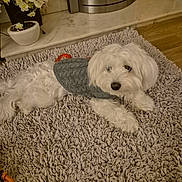 Merlin is registered to the contest to win money with this photo: dog, white_dog, sweater, rug, fireplace, indoor, pet, cozy, flower_pot, wood_floor, home, carpet, decor, animal, relaxed, cute, small_dog, furry, comfortable, living_room