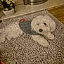 dog, white_dog, sweater, rug, fireplace, indoor, pet, cozy, flower_pot, wood_floor, home, carpet, decor, animal, relaxed, cute, small_dog, furry, comfortable, living_room