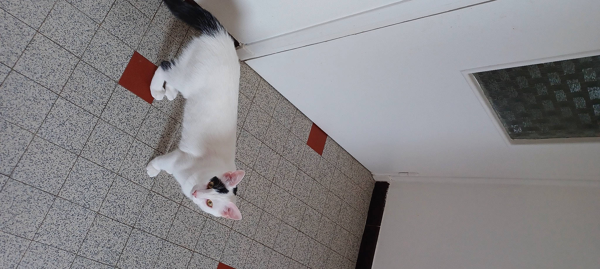 Moogli participe au concours pour gagner de l'argent avec cette photo : carnivore, cat, companion_dog, dog, dog_breed, fawn, felidae, floor, flooring, foot, grey, hardwood, human_leg, leg, small_to_medium_sized_cats, snout, tail, wall, whiskers, wood