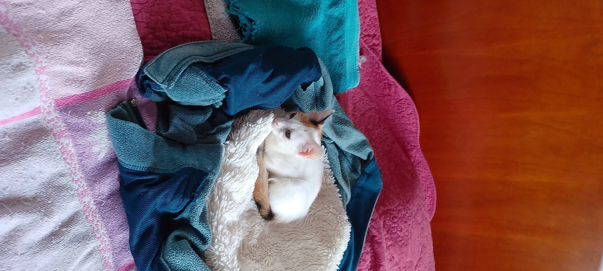 Moogli participe au concours pour gagner de l'argent avec cette photo : beard, carnivore, comfort, doll, electric_blue, fawn, felidae, fur, fur_clothing, grey, linens, magenta, outerwear, purple, sleeve, small_to_medium_sized_cats, stuffed_toy, toy, whiskers, wool