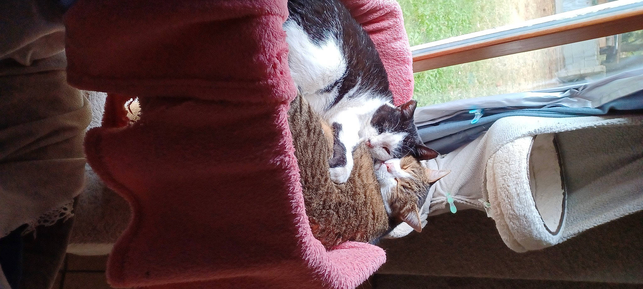 Moogli participe au concours pour gagner de l'argent avec cette photo : canidae, carnivore, cat, comfort, companion_dog, dog_breed, domestic_short_haired_cat, fawn, felidae, fur, grass, human_leg, lap, plant, small_to_medium_sized_cats, snout, tail, textile, whiskers, wool