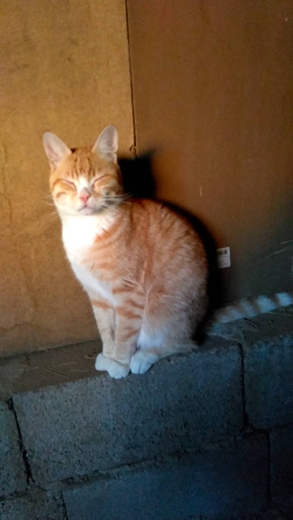 Moogli participe au concours pour gagner de l'argent avec cette photo : carnivore, cat, domestic_short_haired_cat, fawn, felidae, fur, paw, sitting, small_to_medium_sized_cats, snout, tail, whiskers, wood