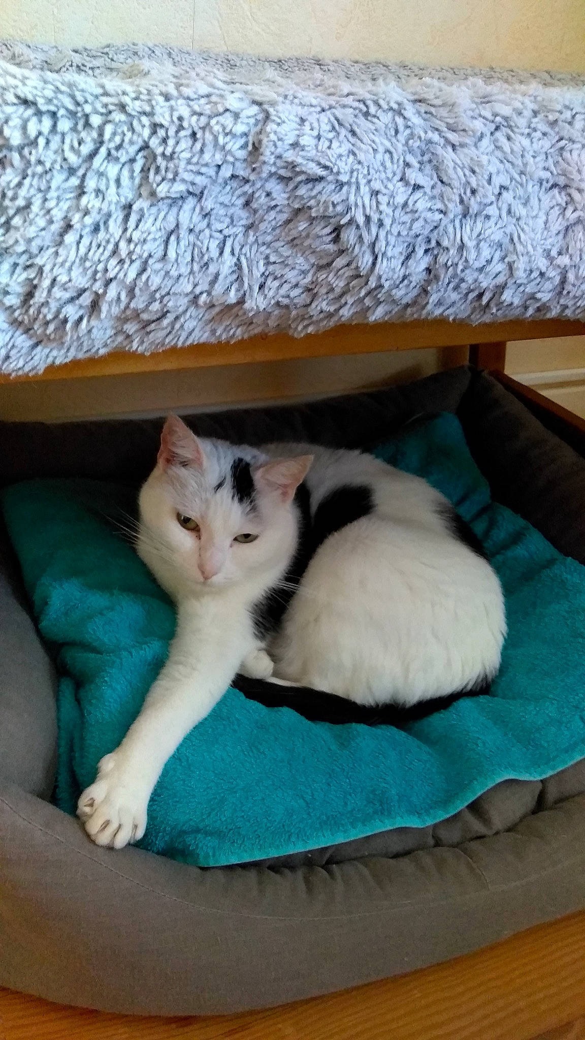 Miel participe au concours pour gagner de l'argent avec cette photo : carnivore, cat, cat_bed, cat_supply, comfort, couch, domestic_short_haired_cat, felidae, flooring, fur, hardwood, linens, living_room, nap, paw, room, small_to_medium_sized_cats, tail, whiskers, wood