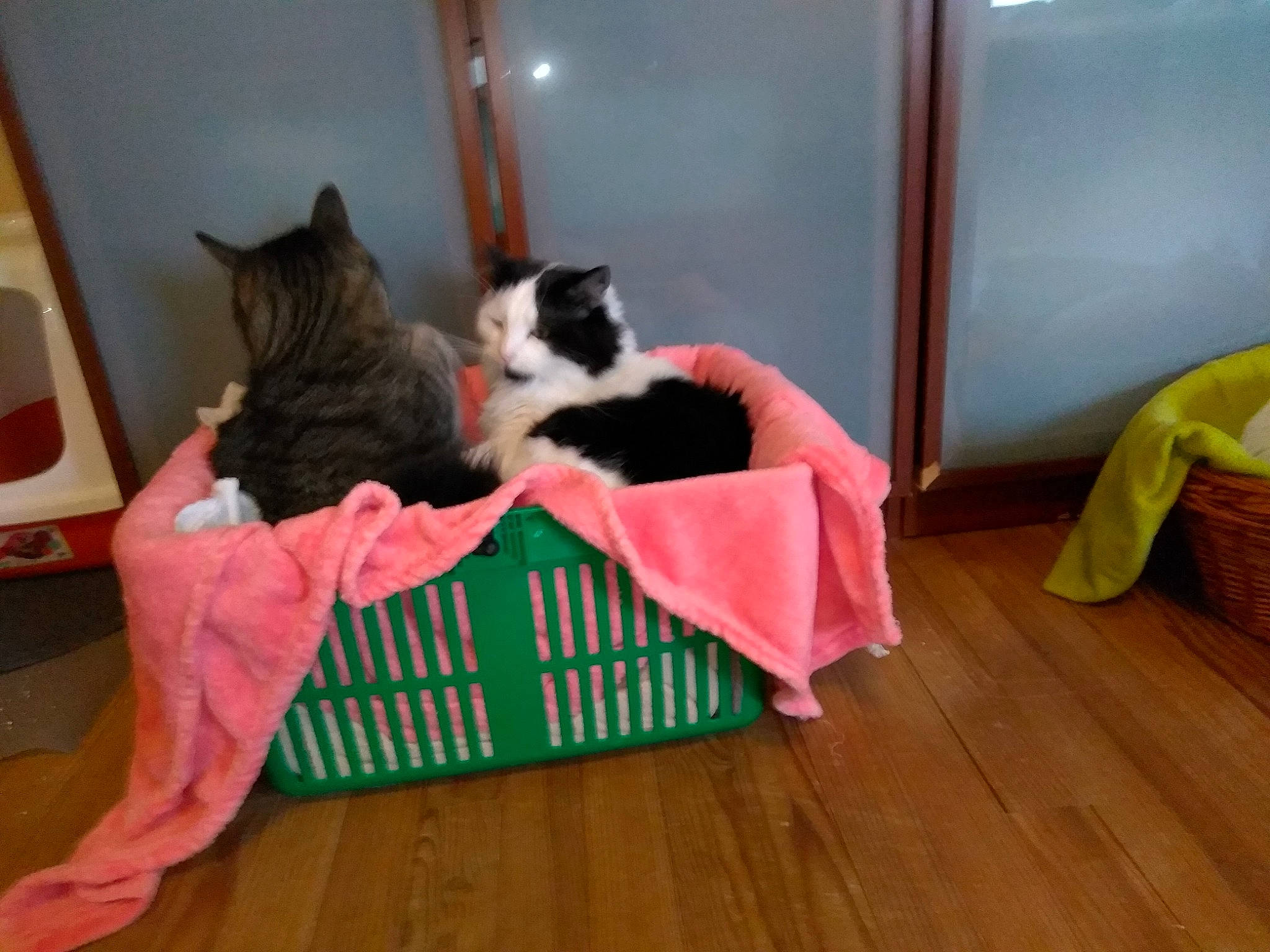 Miel participe au concours pour gagner de l'argent avec cette photo : carnivore, cat, cat_supply, comfort, companion_dog, domestic_short_haired_cat, felidae, floor, flooring, fur, hardwood, laminate_flooring, pet_supply, small_to_medium_sized_cats, tail, tree, whiskers, wood, wood_flooring, wood_stain