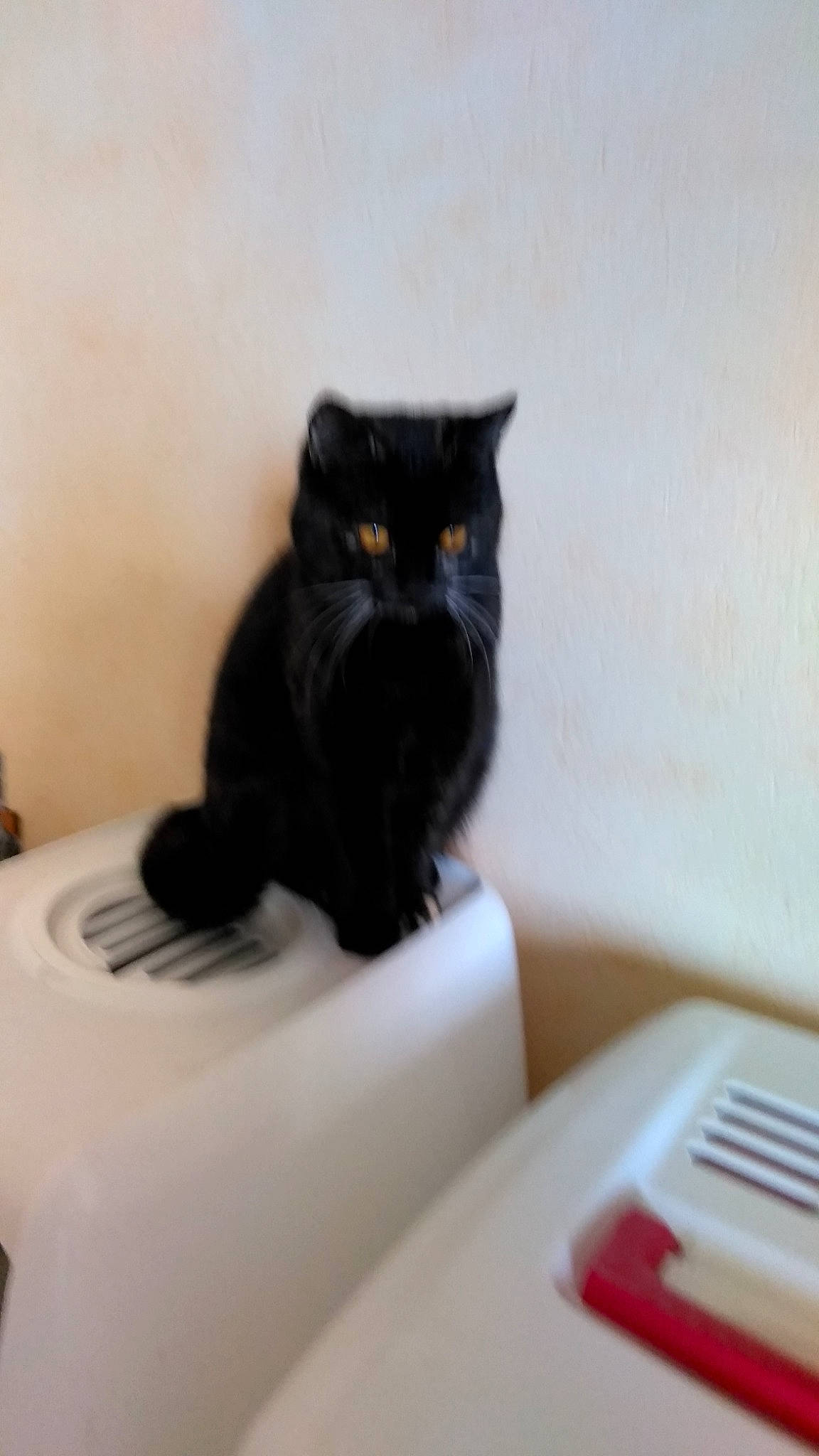 Miel participe au concours pour gagner de l'argent avec cette photo : black_cat, bombay, carnivore, cat, comfort, domestic_short_haired_cat, felidae, fur, grey, paper_product, room, sitting, small_to_medium_sized_cats, snout, tail, terrestrial_animal, whiskers, wood