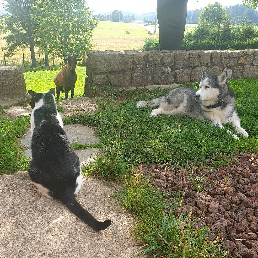 Miel a rejoint le concours — aidez-le/la à gagner de superbes lots ! black_cat, carnivore, cat, companion_dog, dog, dog_breed, felidae, garden, grass, groundcover, lawn, light, mammal, plant, sky, small_to_medium_sized_cats, sporting_group, tail, tree, working_animal