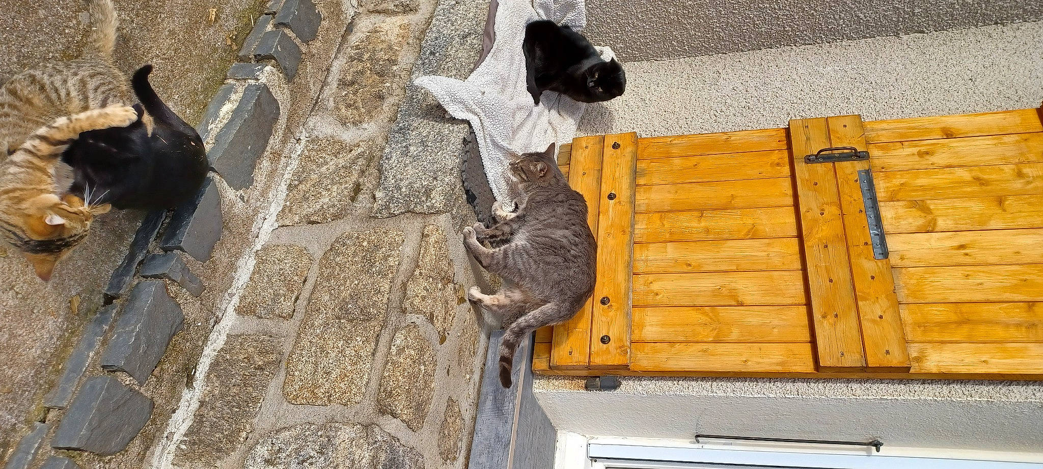 Octave participe au concours pour gagner de l'argent avec cette photo : art, canidae, carnivore, cat, dog_breed, domestic_short_haired_cat, fawn, felidae, flooring, fur, grey, hardwood, pet_supply, sculpture, small_to_medium_sized_cats, sporting_group, tail, wood, wood_stain, working_animal