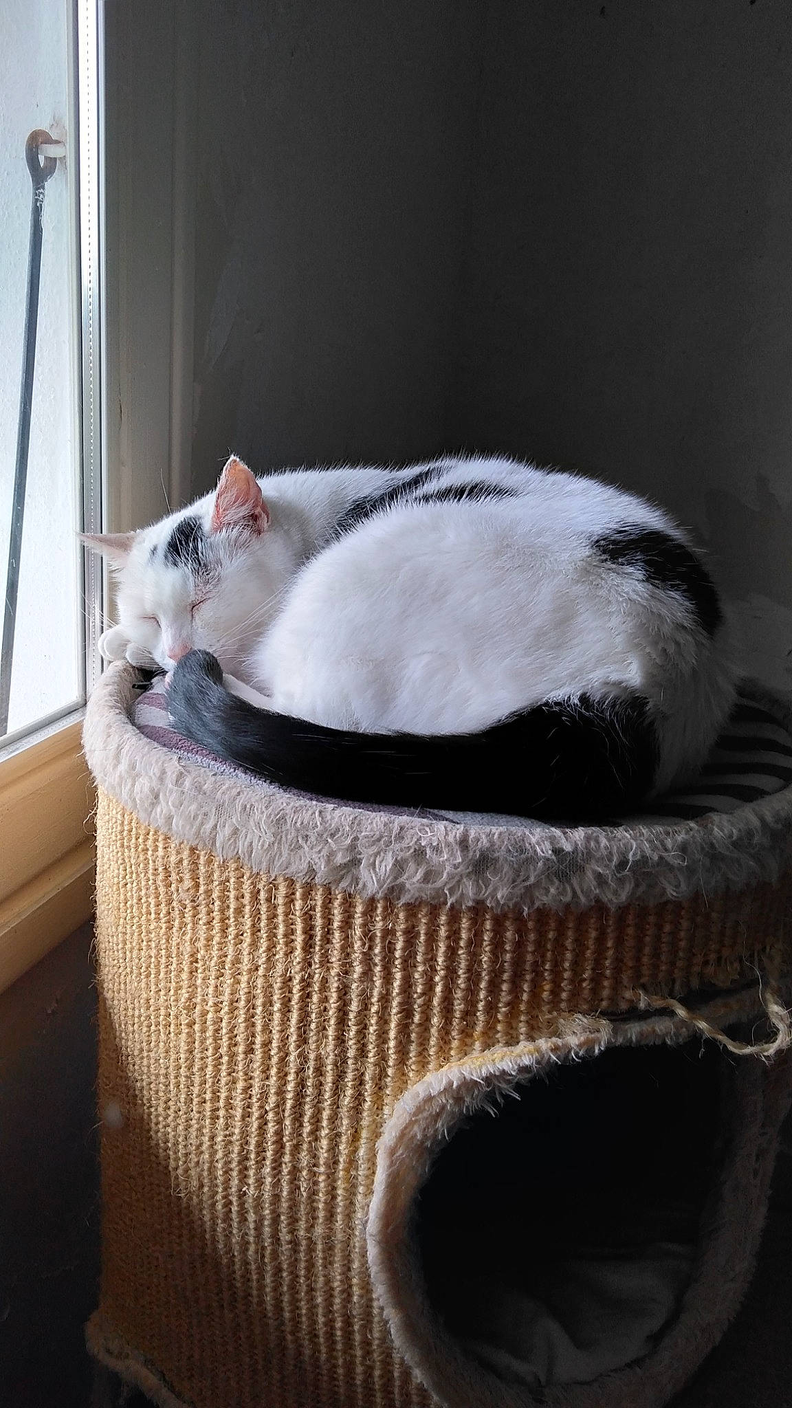 Octave participe au concours pour gagner de l'argent avec cette photo : basket, box, carnivore, cat, cat_bed, cat_furniture, cat_supply, comfort, domestic_short_haired_cat, fawn, felidae, fur, hardwood, pet_supply, small_to_medium_sized_cats, tail, whiskers, wicker, window, wood