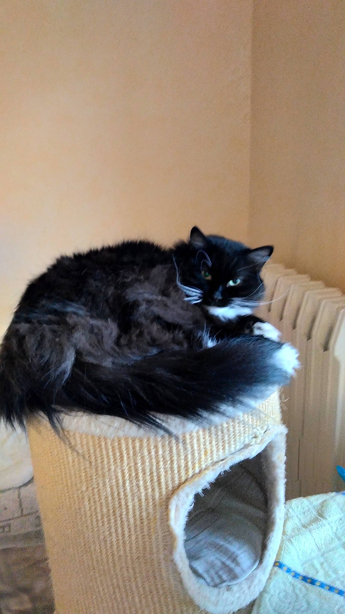 Octave participe au concours pour gagner de l'argent avec cette photo : black_cat, carnivore, cat, cat_bed, cat_furniture, cat_supply, comfort, couch, domestic_short_haired_cat, felidae, flooring, fur, hardwood, living_room, room, sitting, small_to_medium_sized_cats, tail, whiskers, wood