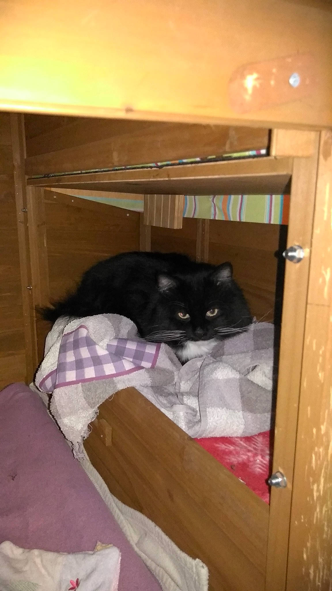 Octave a rejoint le concours — aidez-le/la à gagner de superbes lots ! black_cat, cabinetry, carnivore, cat, cat_supply, comfort, domestic_short_haired_cat, door, felidae, flooring, fur, hardwood, pet_supply, room, shelf, small_to_medium_sized_cats, tail, whiskers, wood, wood_stain