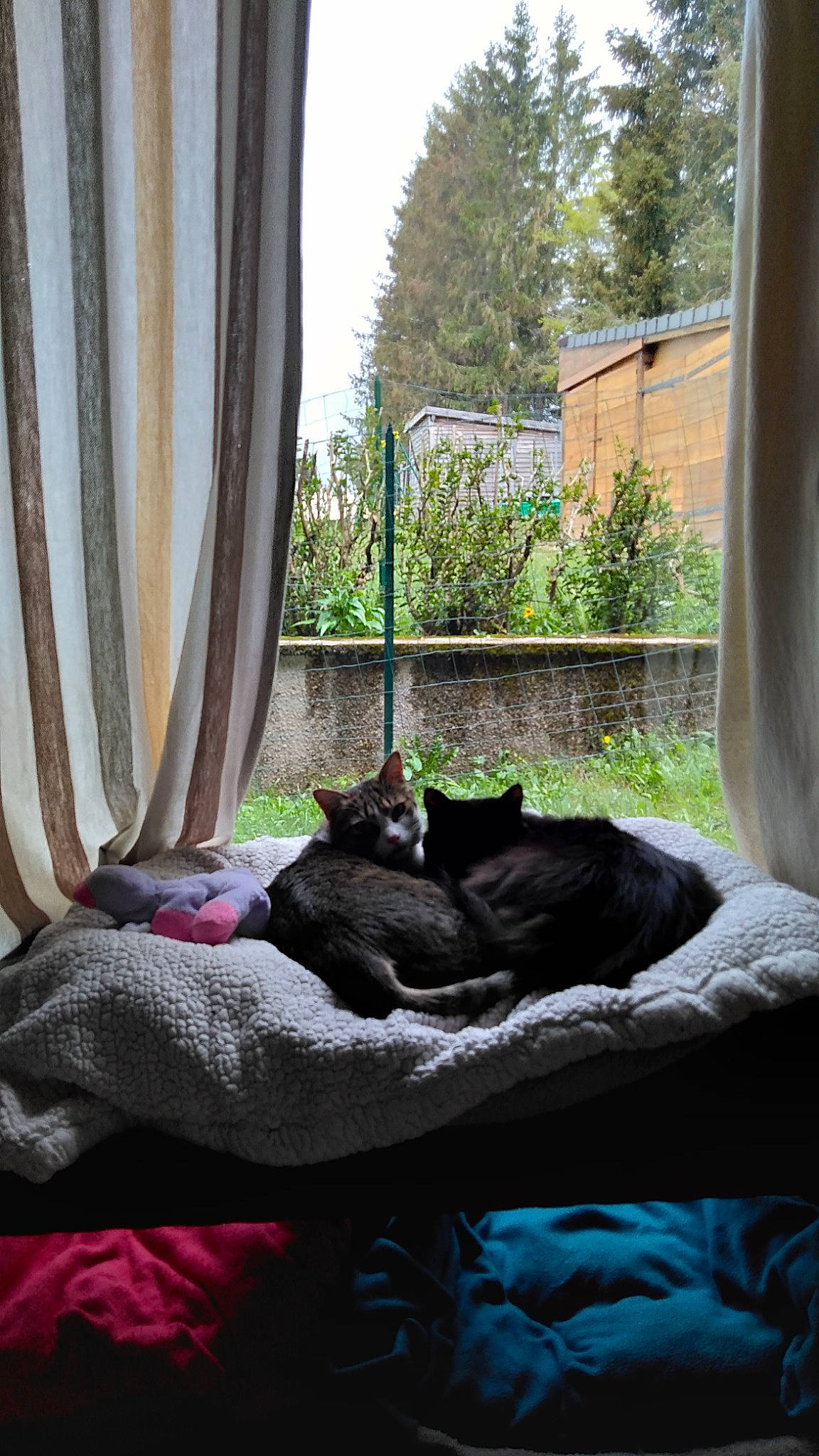 Max a rejoint le concours — aidez-le/la à gagner de superbes lots ! black_cat, carnivore, cat, comfort, curtain, felidae, grass, grey, linens, living_room, magenta, plant, purple, shade, small_to_medium_sized_cats, textile, tints_and_shades, tree, whiskers, wood