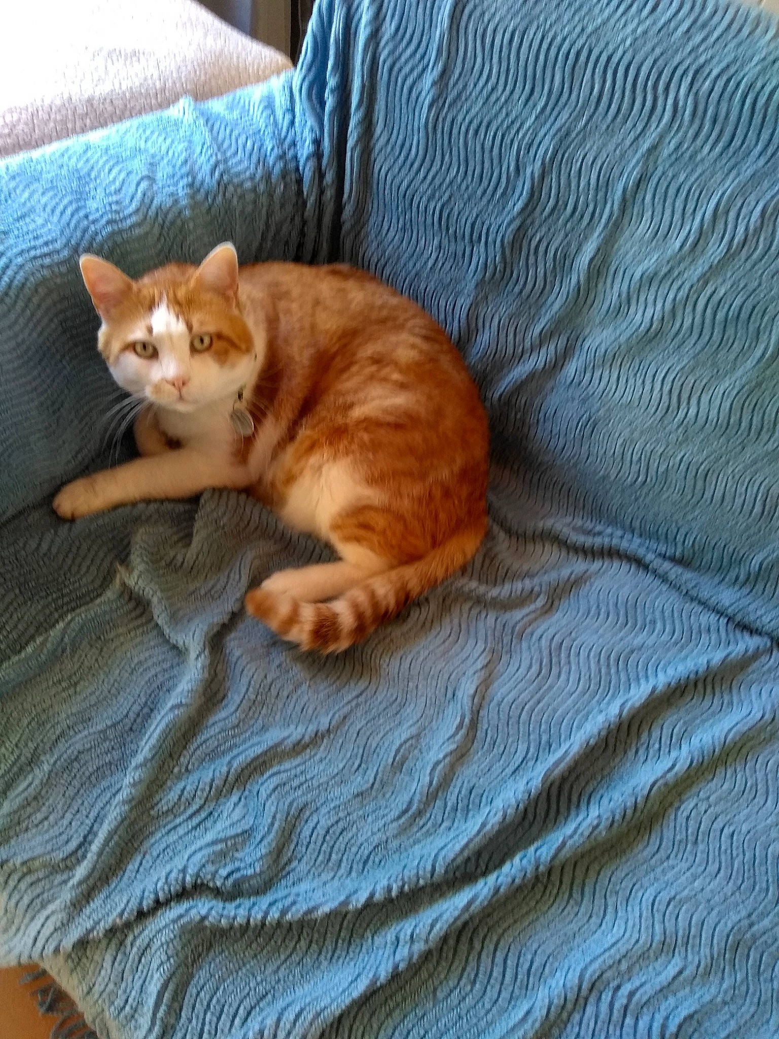 Max participe au concours pour gagner de l'argent avec cette photo : bed, bedding, brown, carnivore, cat, cat_supply, comfort, domestic_short_haired_cat, fawn, felidae, fur, hardwood, linens, paw, pet_supply, small_to_medium_sized_cats, snout, tail, whiskers, wood