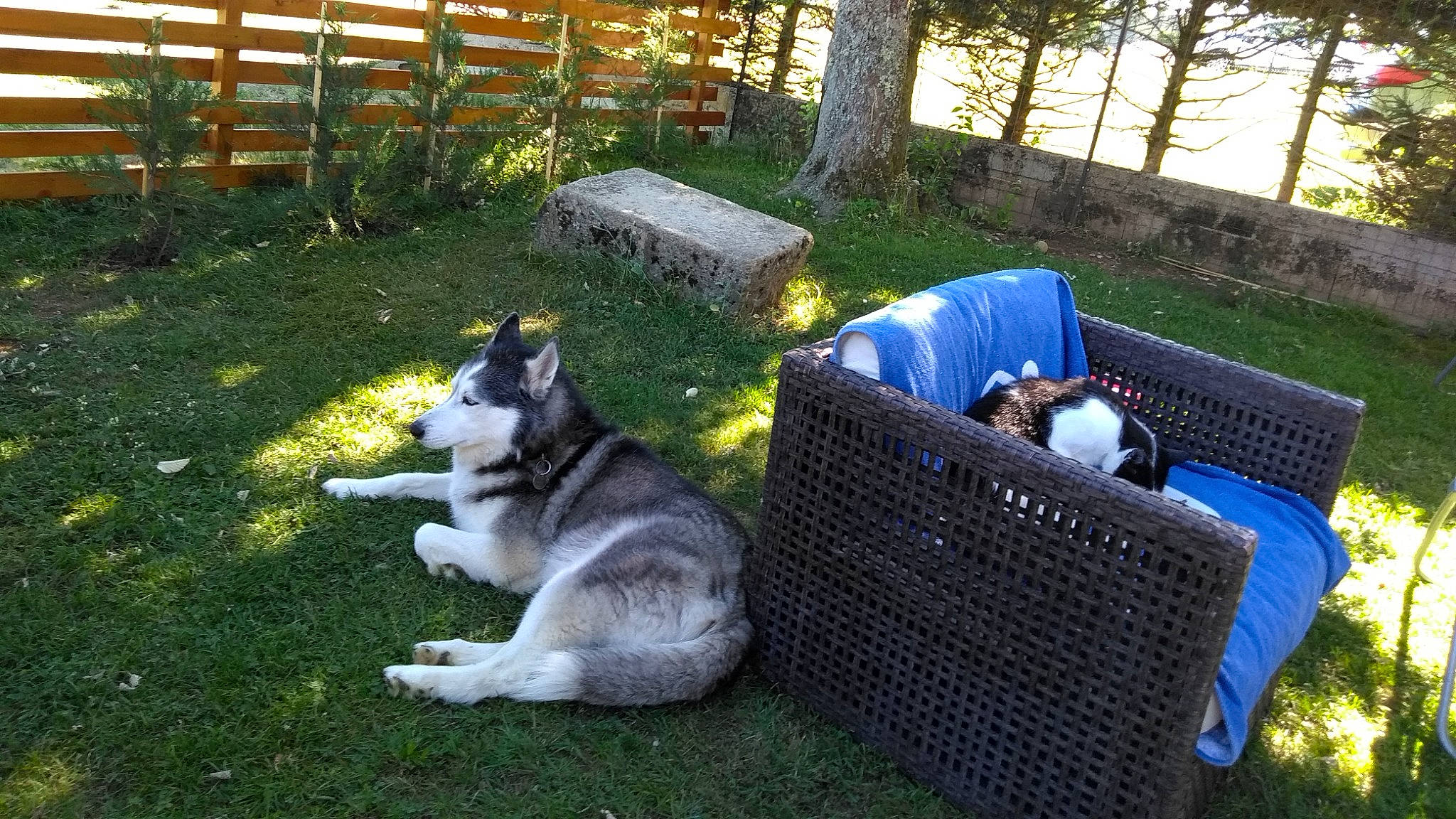 Ewok participe au concours pour gagner de l'argent avec cette photo : canidae, carnivore, companion_dog, dog, dog_breed, fence, garden, grass, landscaping, lawn, leisure, outdoor_furniture, plant, recreation, shade, siberian_husky, sled_dog, sporting_group, table, tree