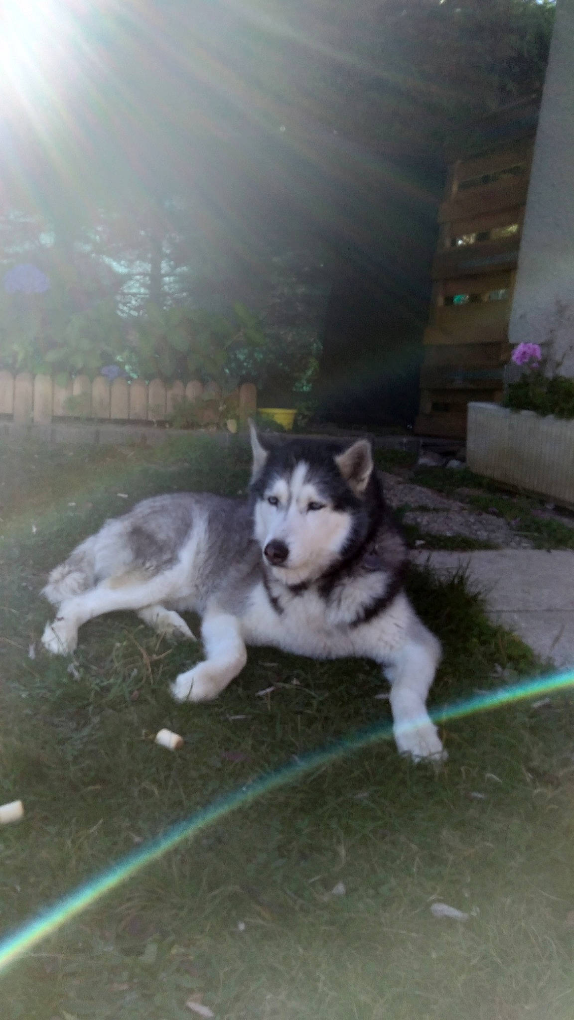 Ewok participe au concours pour gagner de l'argent avec cette photo : ancient_dog_breeds, canidae, canis, carnivore, companion_dog, dog, dog_breed, gas, grass, lens_flare, plant, siberian_husky, sled_dog, sporting_group, tail, terrestrial_animal, tree, working_animal, working_dog