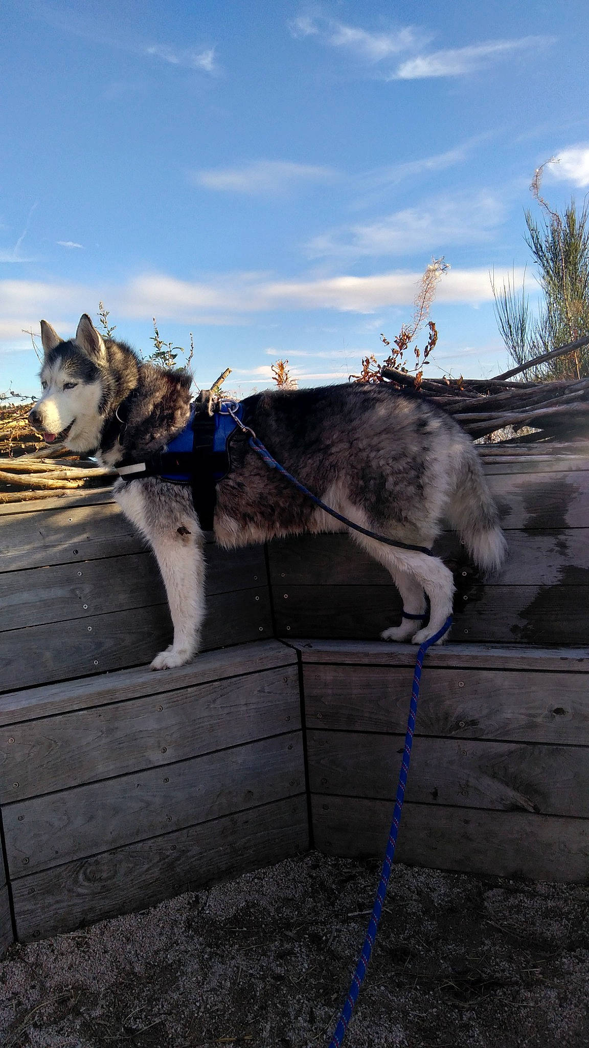 Ewok a rejoint le concours — aidez-le/la à gagner de superbes lots ! canidae, canis, carnivore, cloud, collar, dog, dog_breed, dog_collar, fur, herding_dog, leash, recreation, sky, sled_dog, snout, sporting_group, tail, winter, wolf, working_animal