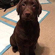 Sadie joined the competition — help win amazing prizes! puppy, dog, brown_dog, indoor, carpet, training_pads, backpack, bare_feet, tattoo, floor, room, pet, animal, looking_up, sitting, cute, young_dog, domestic, home, canine