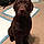 Sadie