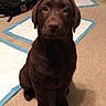 puppy, dog, brown_dog, indoor, carpet, training_pads, backpack, bare_feet, tattoo, floor, room, pet, animal, looking_up, sitting, cute, young_dog, domestic, home, canine