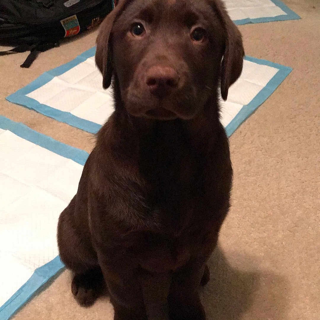 Sadie