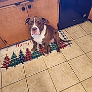 Penny joined the competition — help win amazing prizes! animal, brown_dog, canine, christmas_rug, cute, dog, domestic_animal, ears, flooring, holiday, indoors, kitchen, looking_up, pet, rug, sitting, tail, tile_floor, white_dog, wooden_cabinets