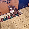 animal, brown_dog, canine, christmas_rug, cute, dog, domestic_animal, ears, flooring, holiday, indoors, kitchen, looking_up, pet, rug, sitting, tail, tile_floor, white_dog, wooden_cabinets
